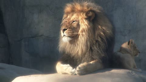 Male Lion Yawning Baring Teeth