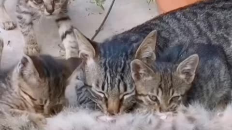 Daddy cat suckling mother with baby