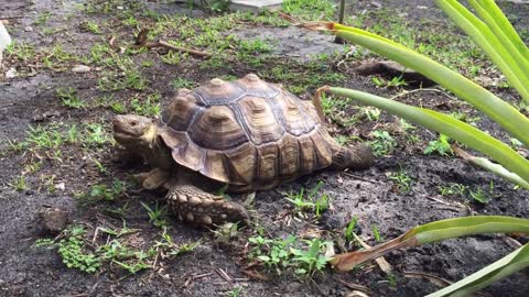 Tortoise eating poo, is it okay?-9