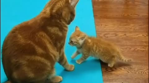 Mother cat and baby cat love