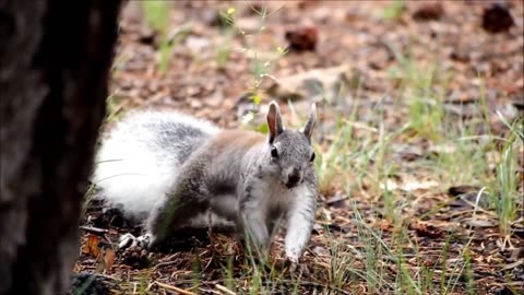 "Furry Friends: Adorable Squirrels in the Wild"
