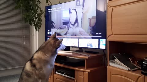 Nanuk is singing with Mishka the talking and singing Husky