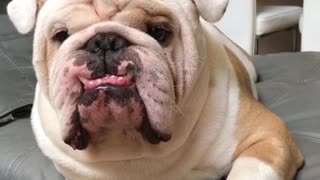 Gracioso bulldog se esfuerza por verse rudo