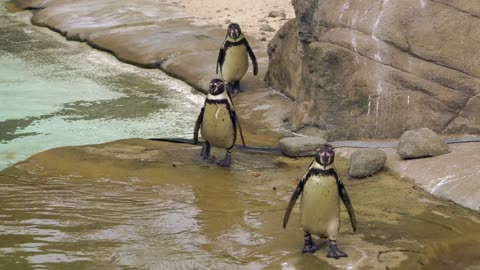 Beautiful penguins see and enjoy