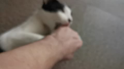 why does my cat always bite me😁