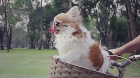 Chihuahua dog with sunglasses on bicycle basket