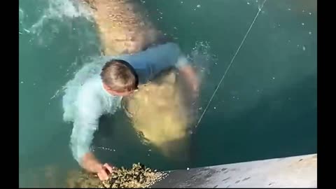 Kid jumps off the jetti to release GIANT Goliath grouper