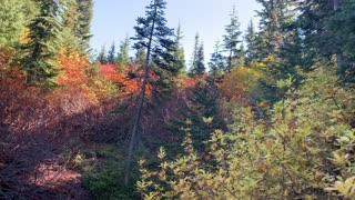 Oregon – Mount Hood – Vibrant Forest in Autumn