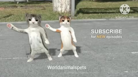 Mama funny cat dance