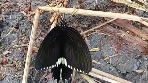 Amazing Butterfly clip 😄😄