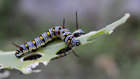 This caterpillar looks very beautiful