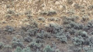 Young bucks fighting