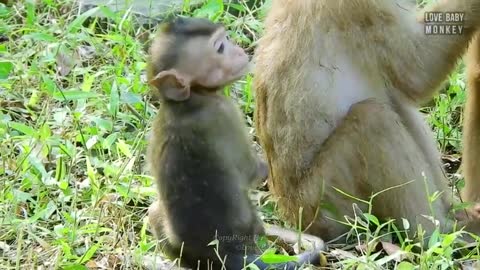 It's Breaking Heart..!! A Young Man Abandoned A Pet Baby Monkey Into Wild Troop, How Can He Survive?