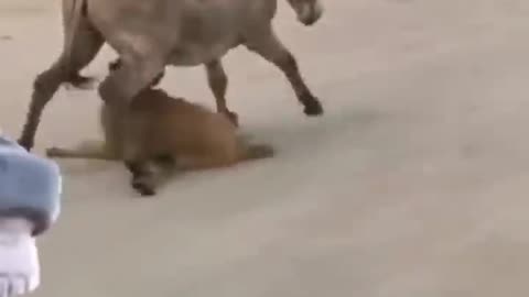 Donkey bite dog