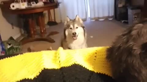 Husky Is A Creeper