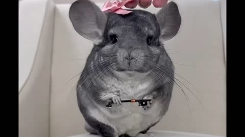 sad hamster cosplay 🎀