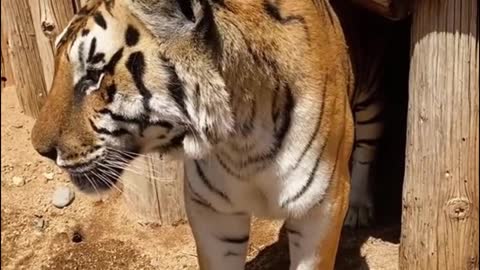 How dare he touch the tiger's head!