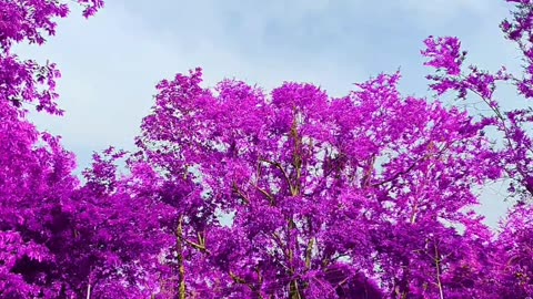 Purple 💜💜 land