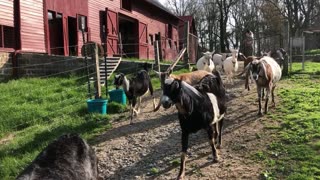 Goat Care Connemara Farms