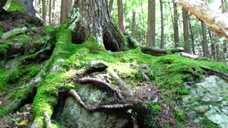 Tree Face