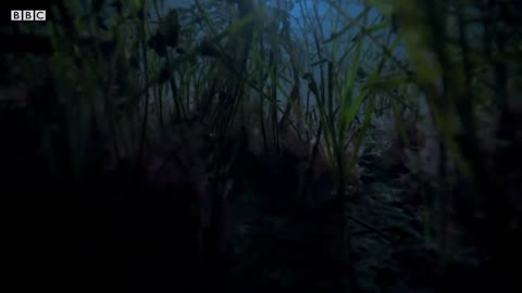 Stingray Ambushes Army Of Crabs | Blue Planet II | BBC Earth