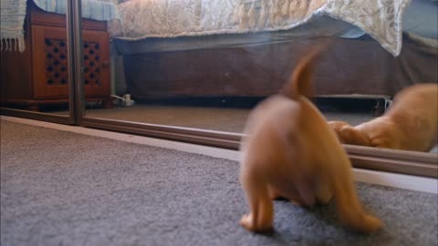 Cute puppy Fights With His Reflection In The Mirror