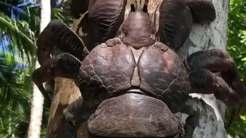 ⁣Is this the first time you've seen "coconut crab"?