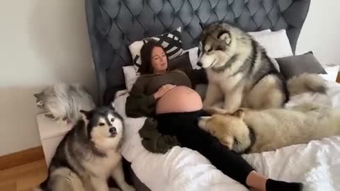 Wolf Pack Know Mom Is Pregnant! They Protect Their Little Pack Member! (So Cute!!)