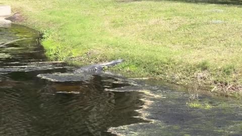 Alligator