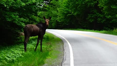 Roadside Moose