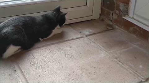 What Happens When Cats See a Moth!