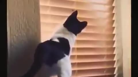 Cat and dog crazy moment videos compilation