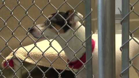 Cute Puppy in Animal Shelter Cage