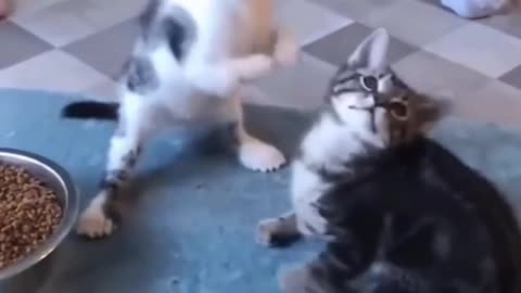 Just Three cute Kittens playing