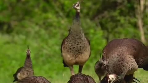 Wildlife in closer view with a natural perspective.