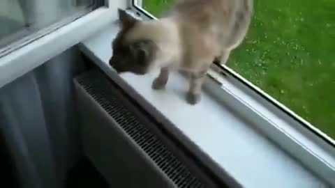 Cat Flies