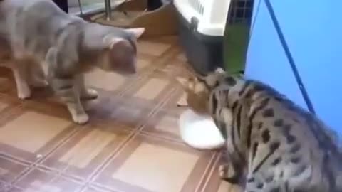 Two cats fighting for milk