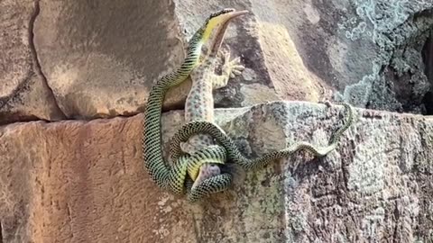 "Nature's Battle at Pre Rup: Geckos vs. Snakes in Cambodia's Ancient Temple"