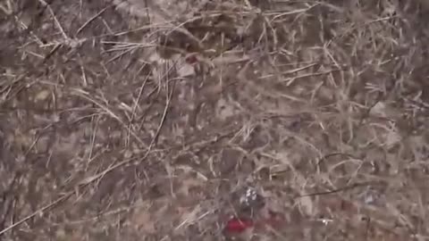 Man Finds Snake Trying to Eat His Pet Birds