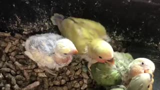babies parrots eating food