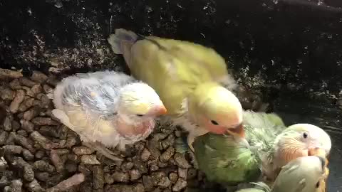 babies parrots eating food