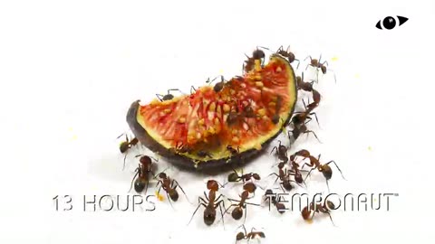 Ants vs Fig Time Lapse