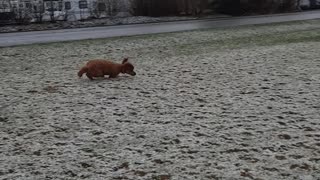 Spring Snow Shower