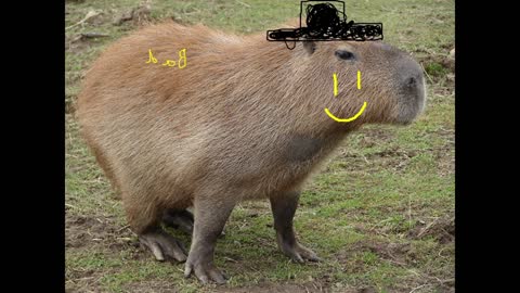 Capybara's Remorse (RLP)1.5