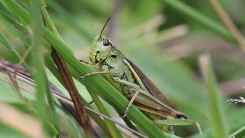 Swamp Locust Field Grasshopper Grasshopper Insect