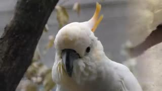 10 Most Beautiful Cockatoo Species on Planet Earth