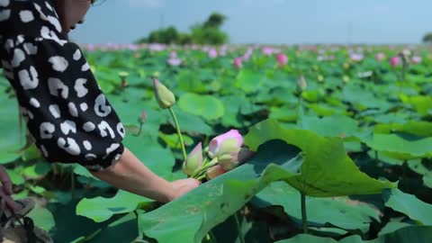 Harvest Lotus root and pick fruit for cooking