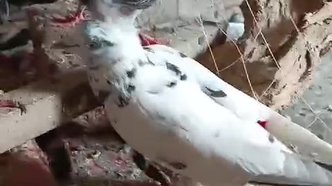 Mix pigeon