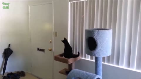 Cats vs Laser Pointers Compilation