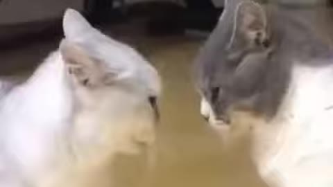 Funny cats